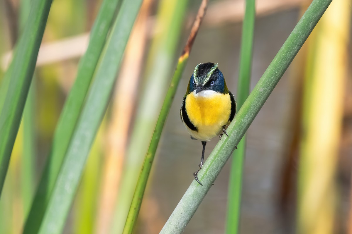 Many-colored Rush Tyrant - ML646717663