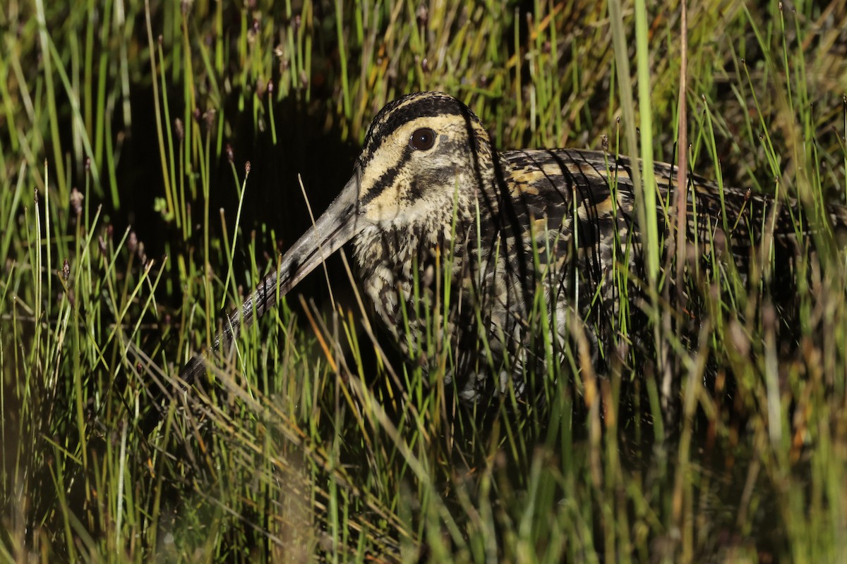 Büyük Çulluk - ML646717664