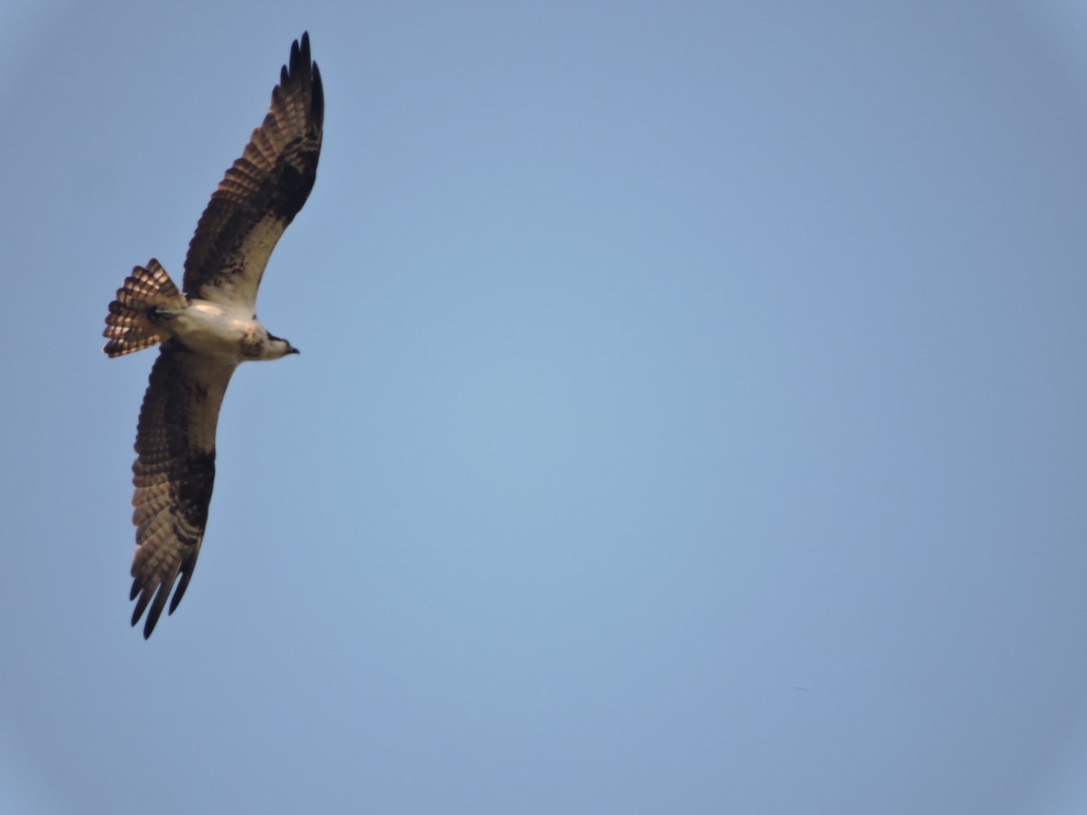 שלך - ML646717665