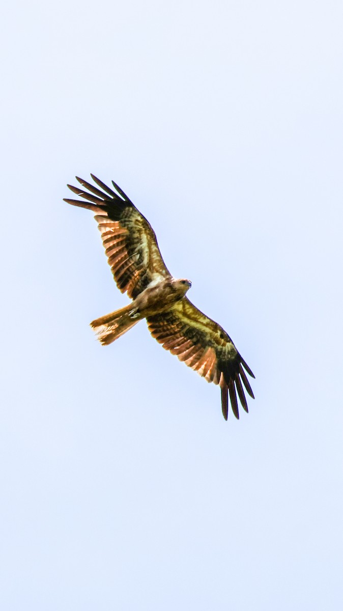Whistling Kite - ML646717667