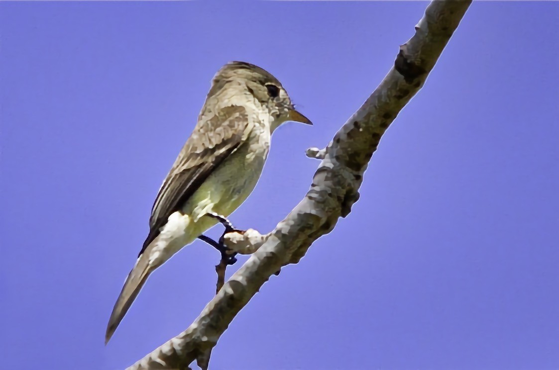 Northern Tropical Pewee - ML646717669