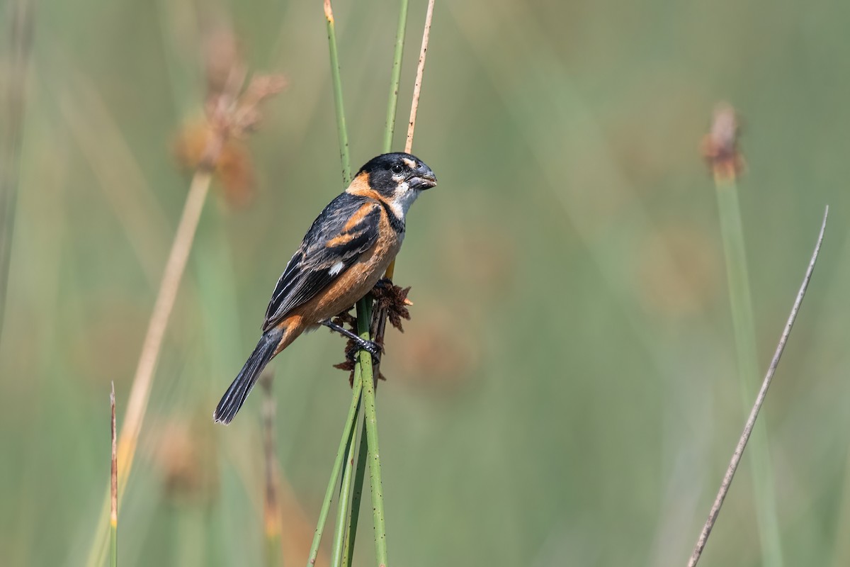 Зерноїд масковий - ML646717670