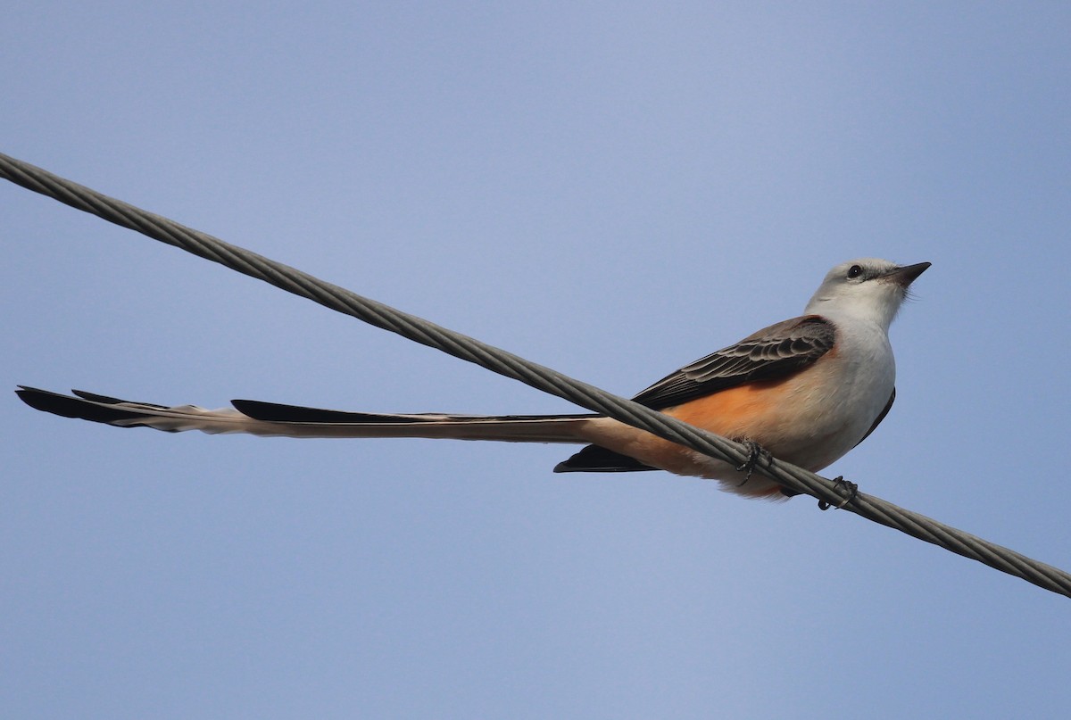 Длиннохвостый тиранн - ML646717671