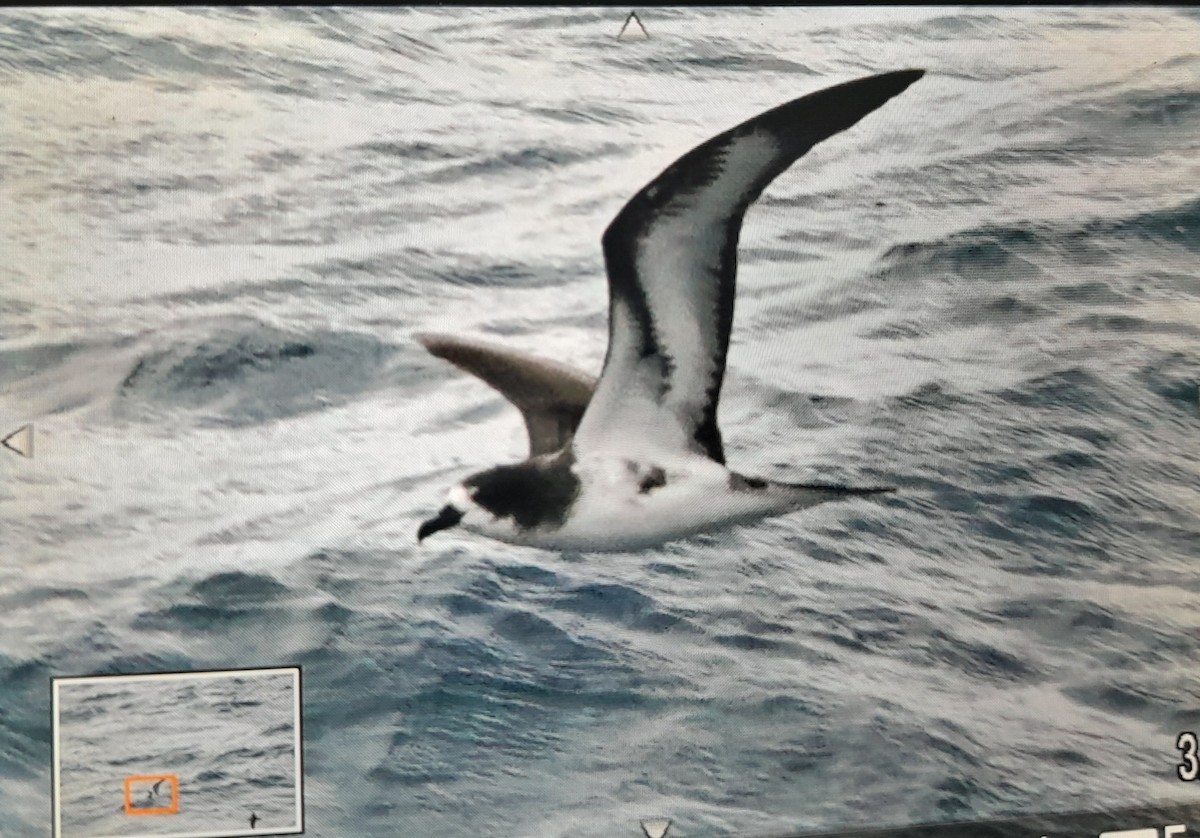 Galapagos Petrel - ML646717674