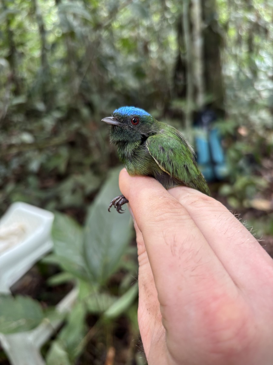 Blue-capped Manakin - ML646717675
