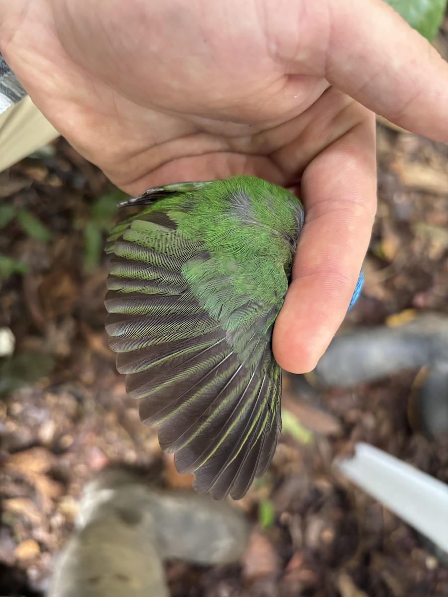Blue-capped Manakin - ML646717676
