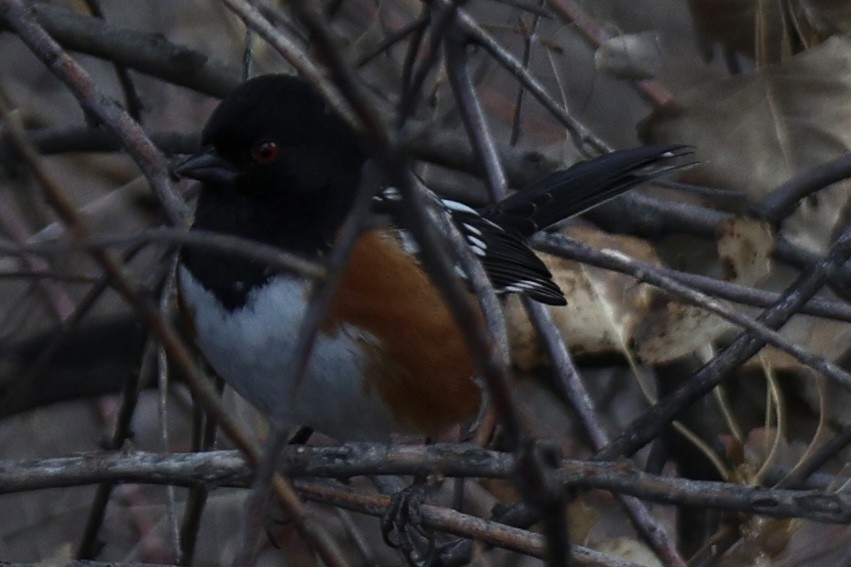 Spotted Towhee - ML646717677