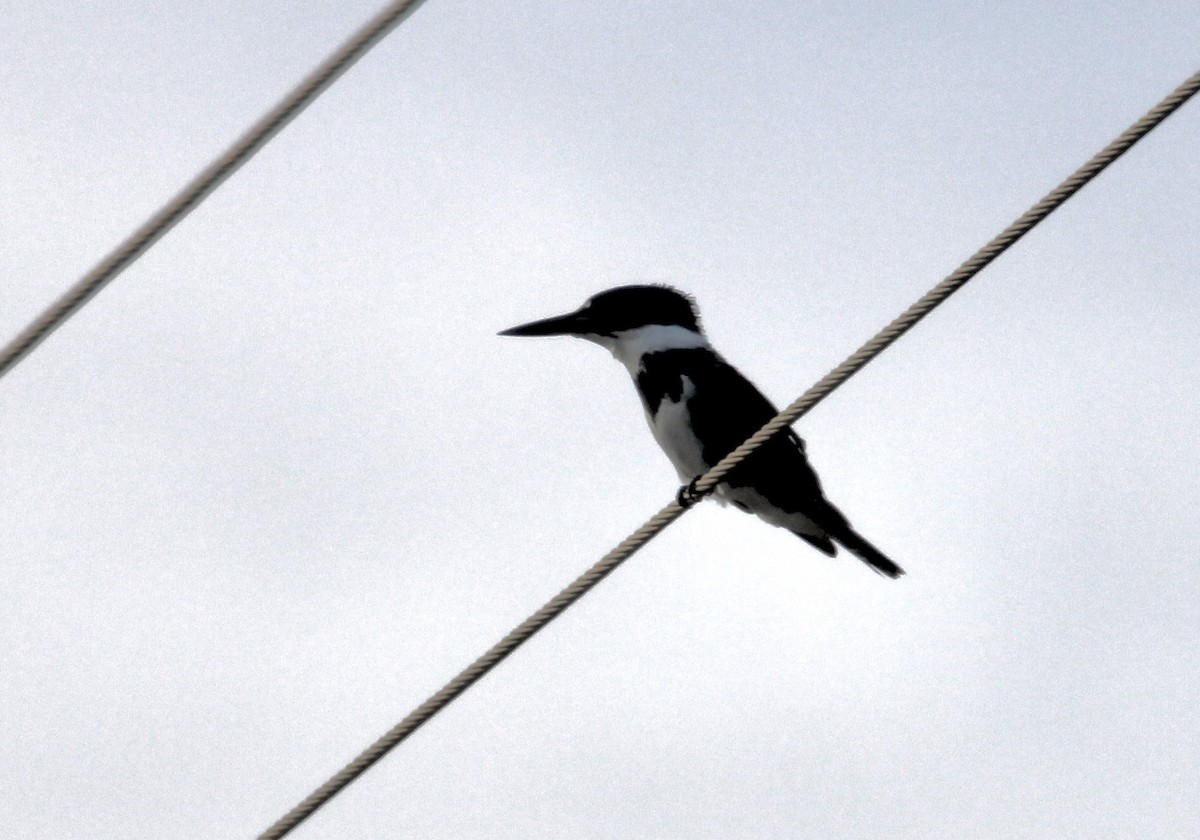 Опоясанный зимородок - ML646717679