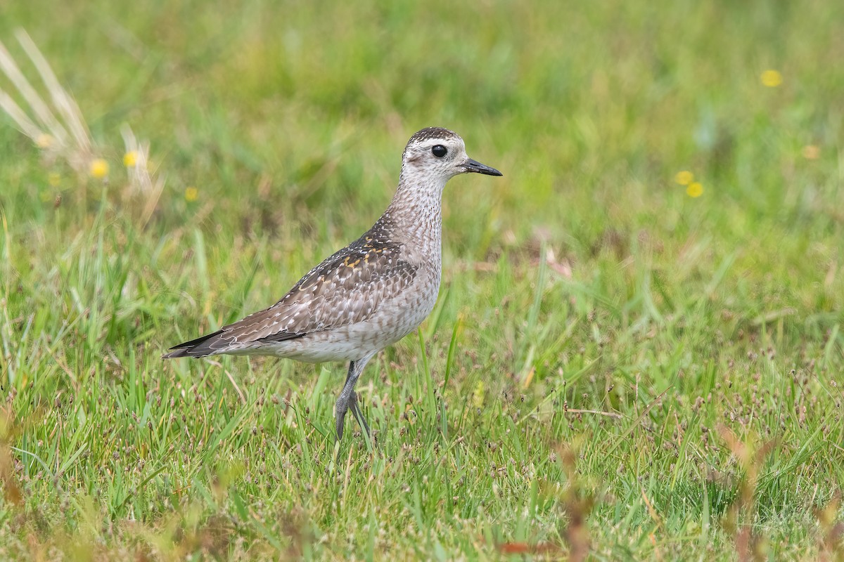 Сивка американська - ML646717680