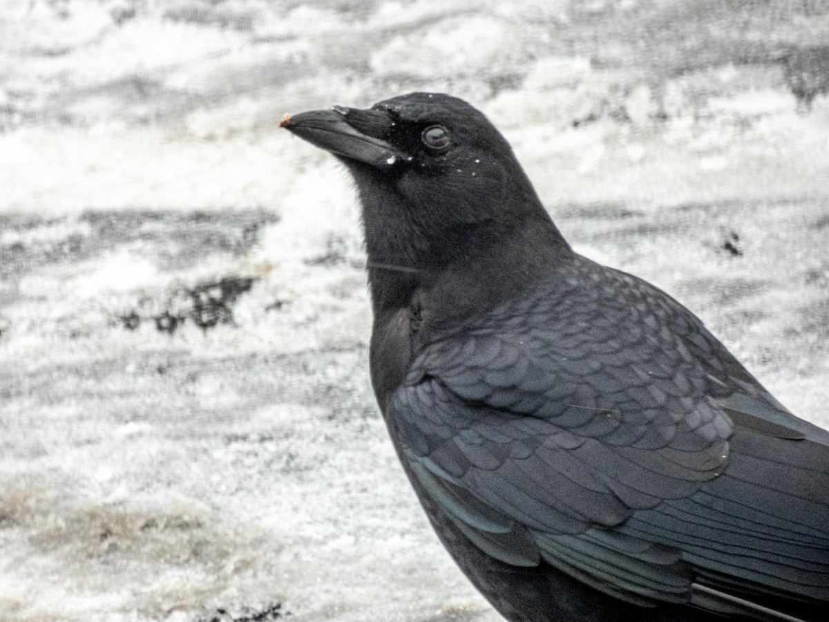 Corneille d'Amérique - ML646717681