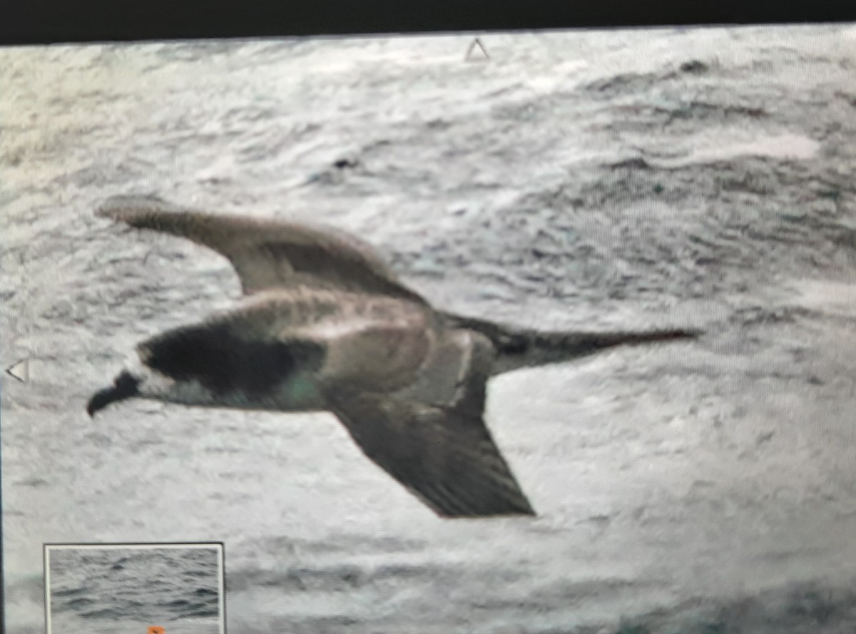 Galapagos Petrel - ML646717682