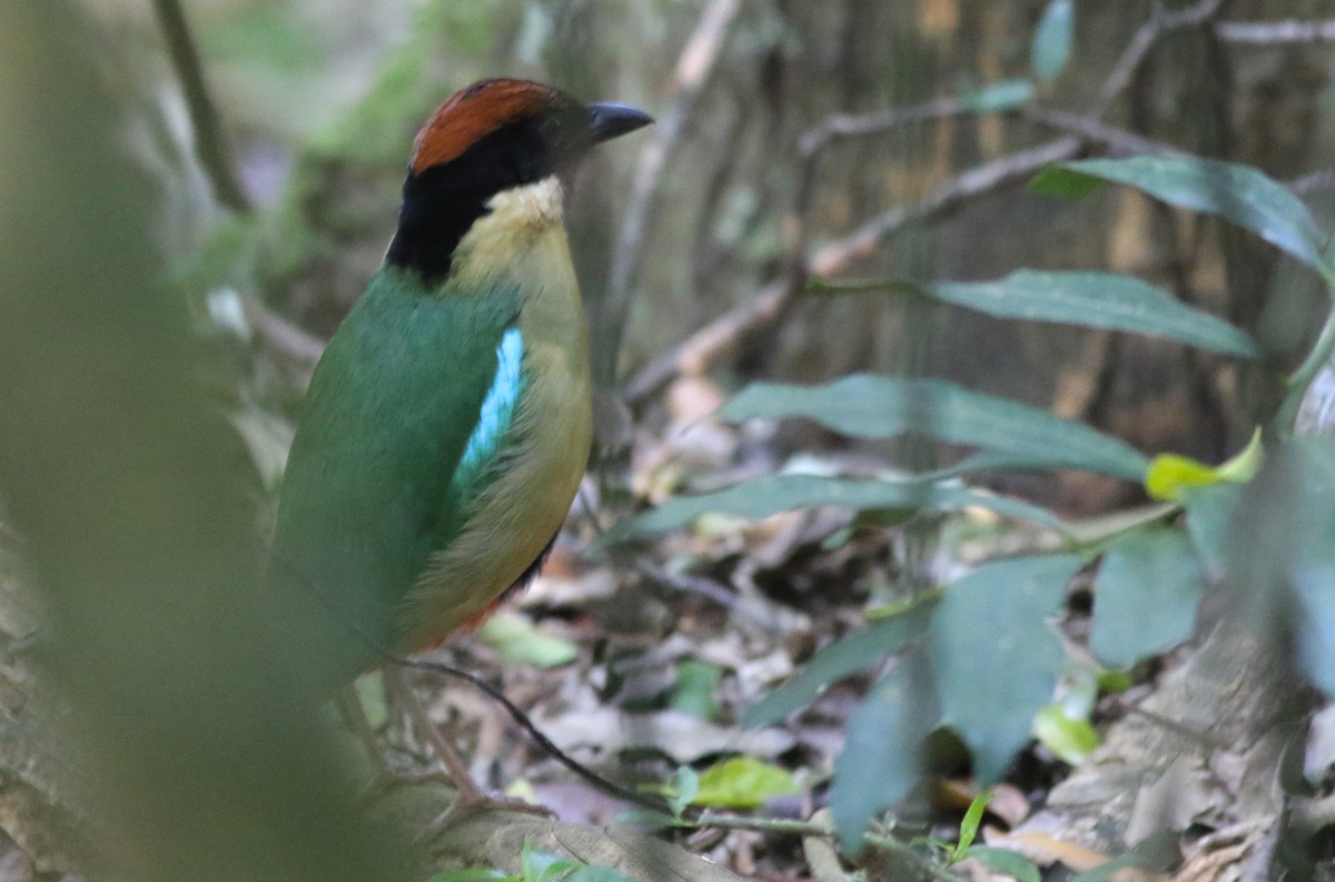 Noisy Pitta - ML646717683