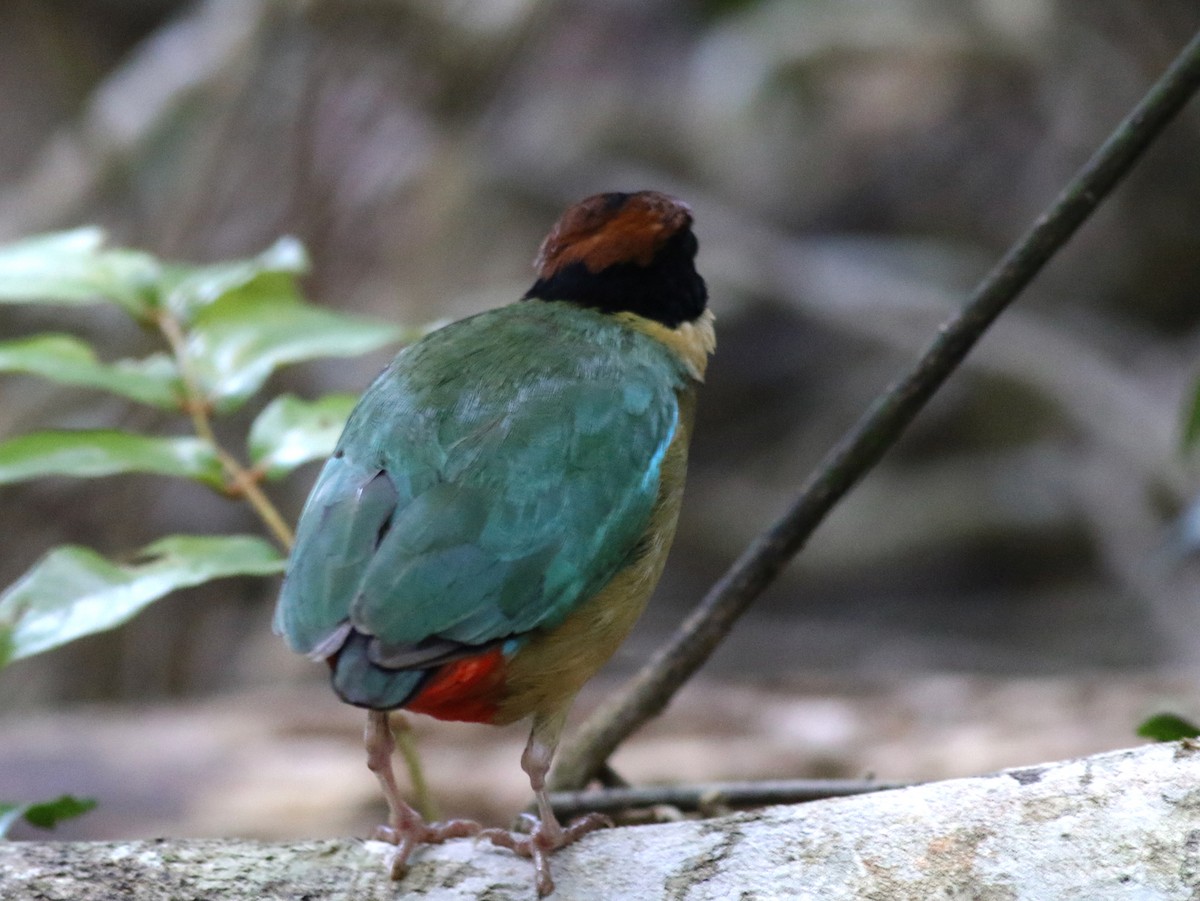 Noisy Pitta - ML646717684
