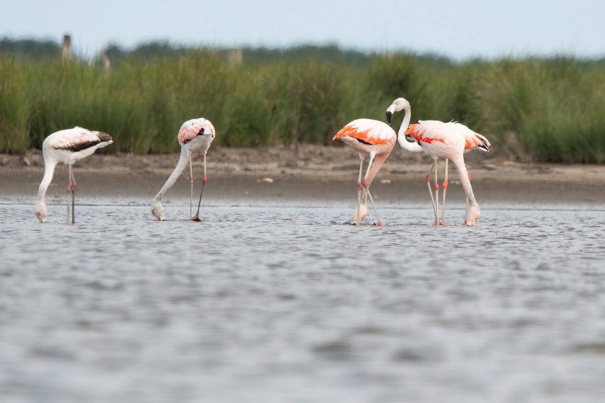 Фламінго чилійський - ML646717687