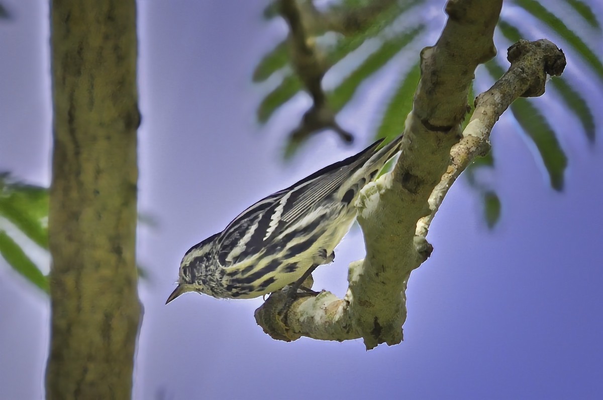 סבכון עקוד - ML646717688