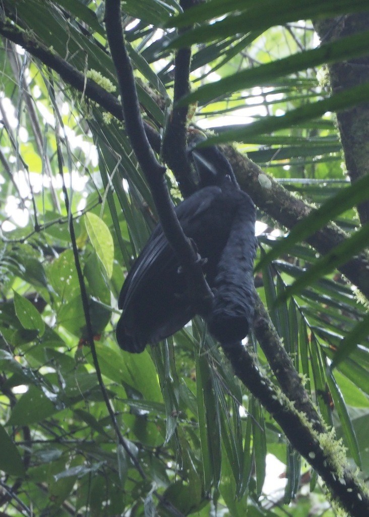 Paragüero Corbatudo - ML646717693