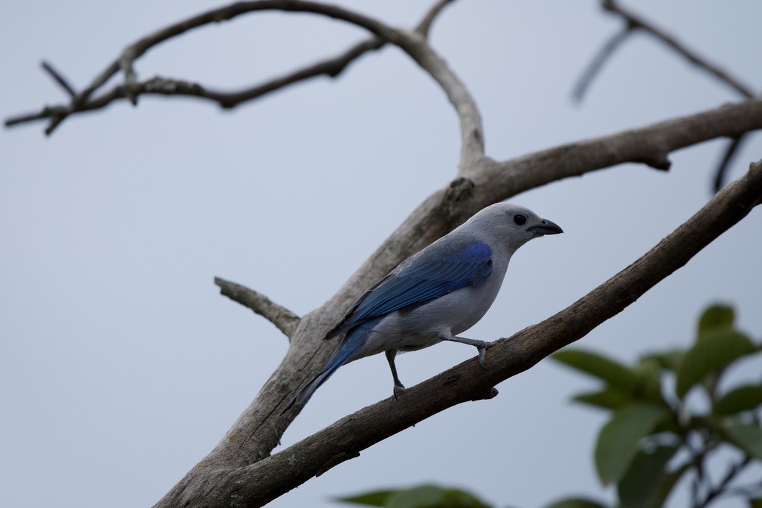 Blue-gray Tanager - ML646717696