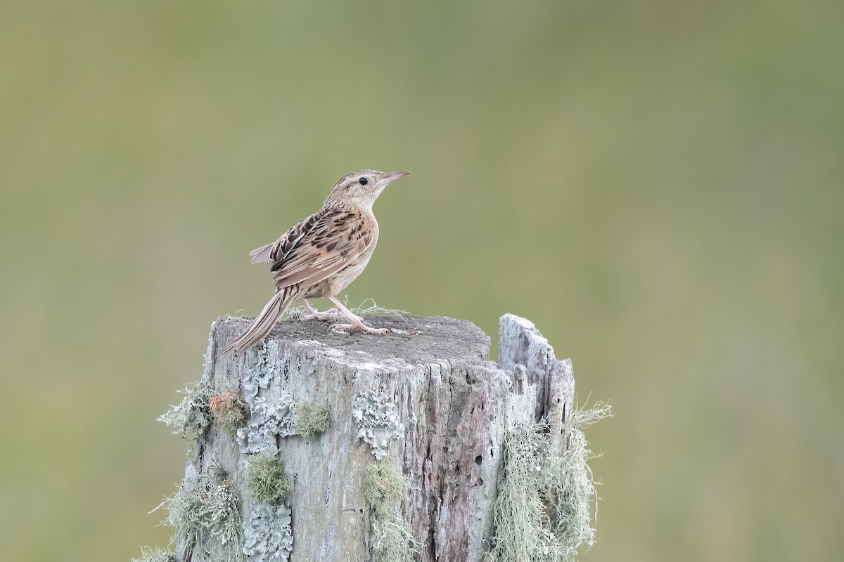 Hudson's Canastero - ML646717697