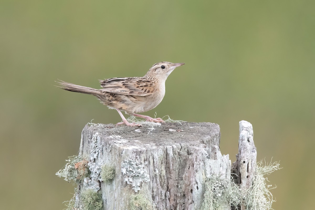 Hudson's Canastero - ML646717698