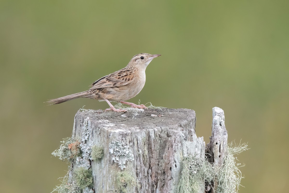 Hudson's Canastero - ML646717699