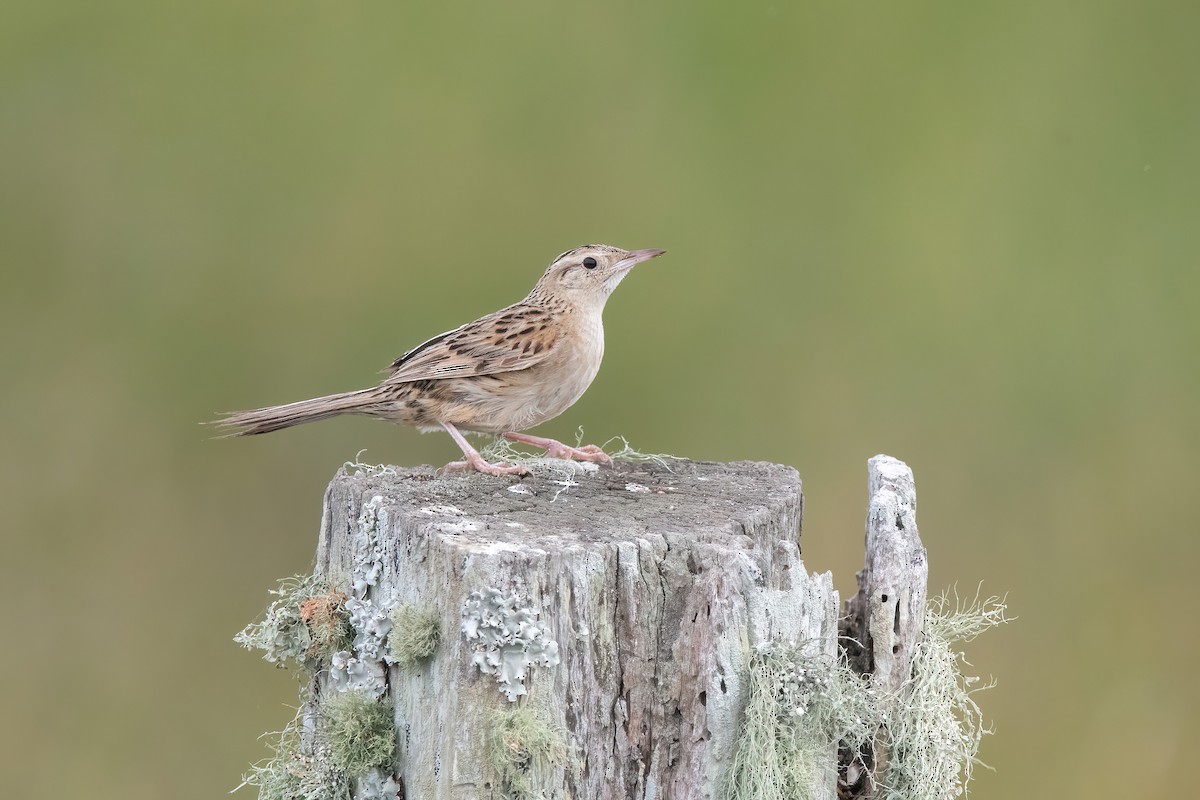 Hudson's Canastero - ML646717700