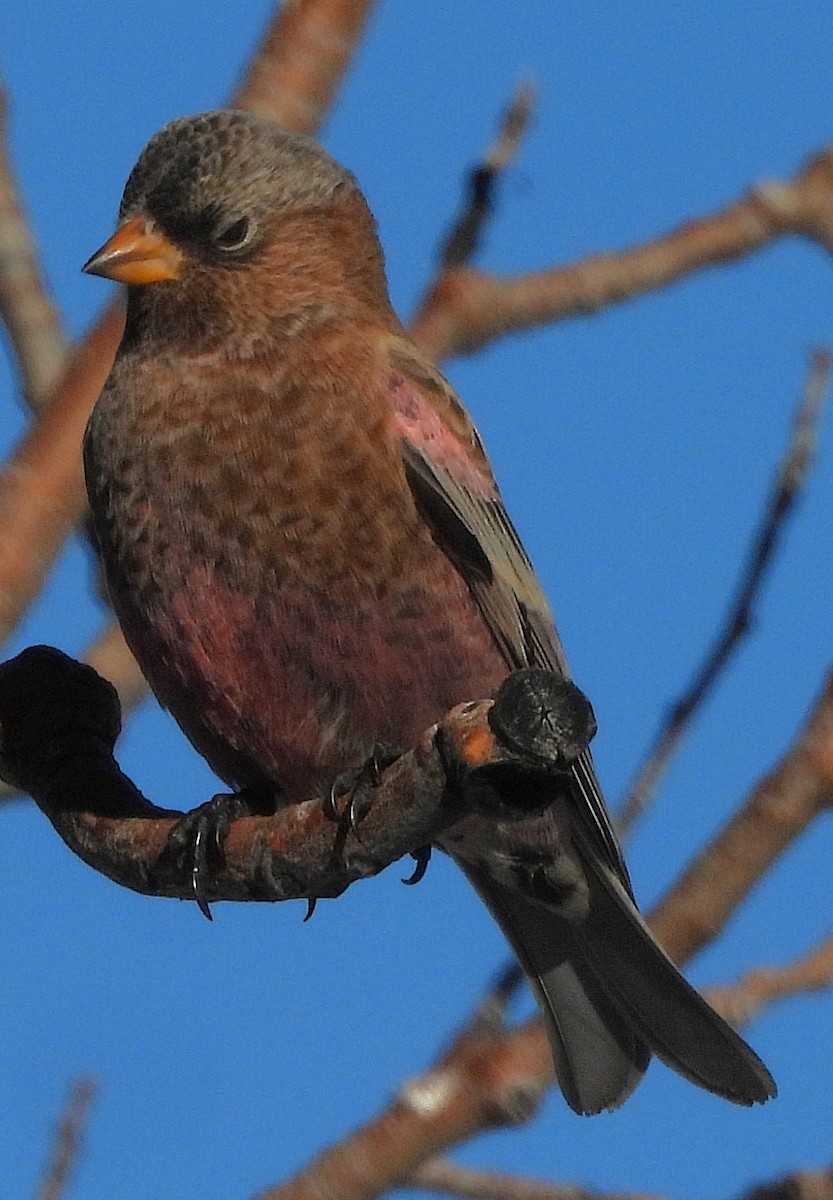Brown-capped Rosy-Finch - ML646717703