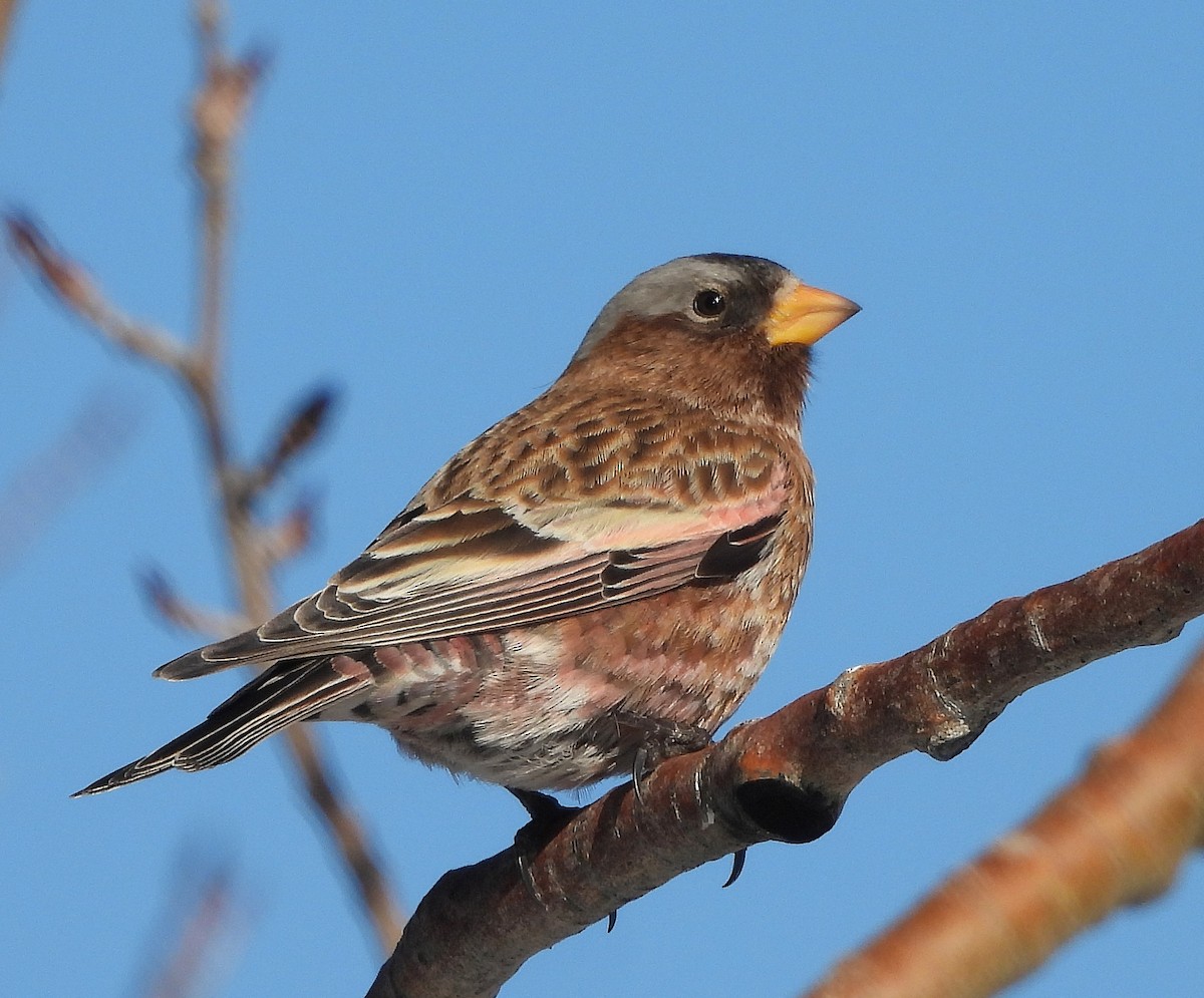 Gray-crowned Rosy-Finch (Gray-crowned) - ML646717705