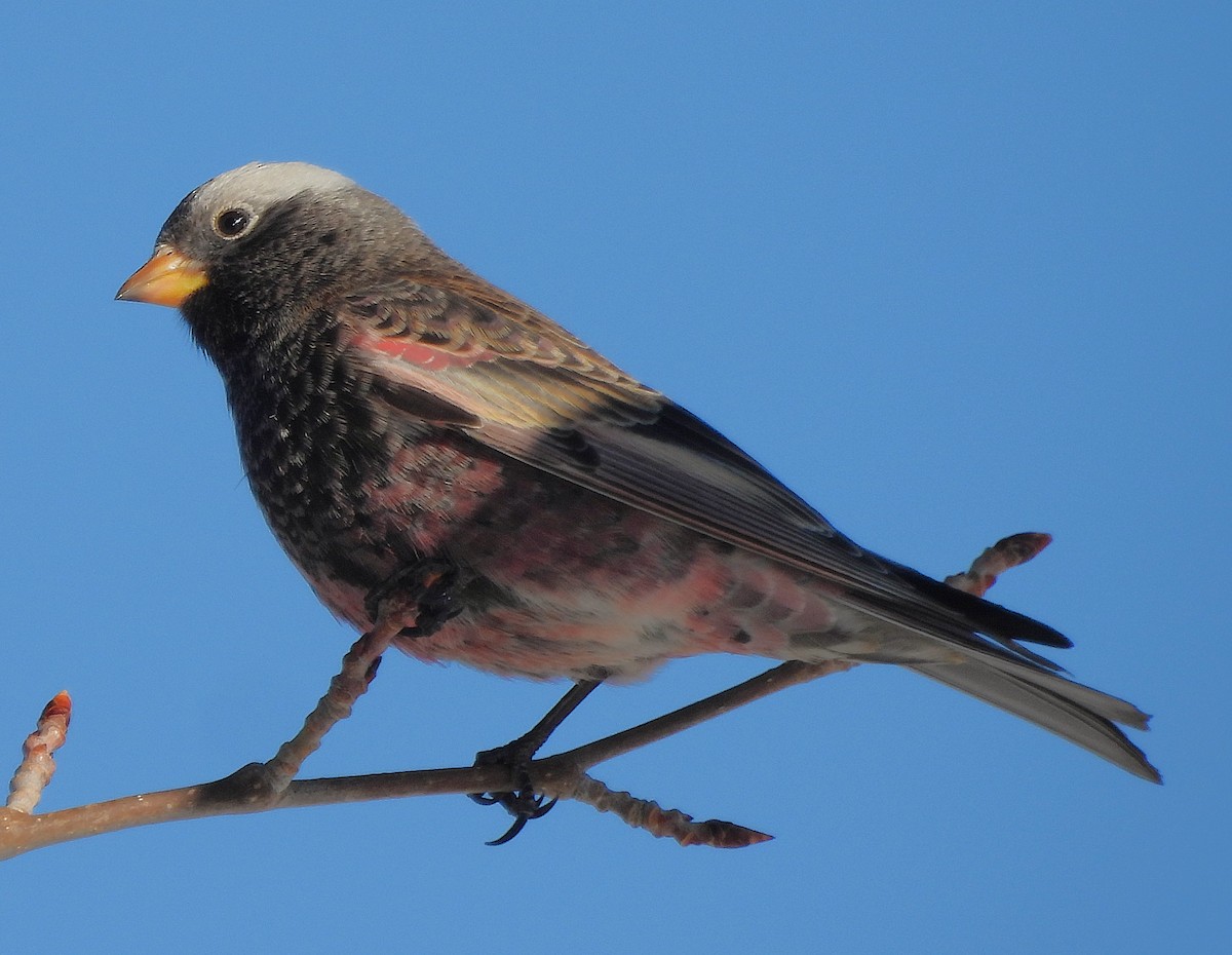 Black Rosy-Finch - ML646717711
