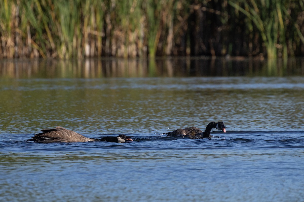 Canada Goose - ML646717712