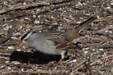 White-crowned Sparrow - ML646717714