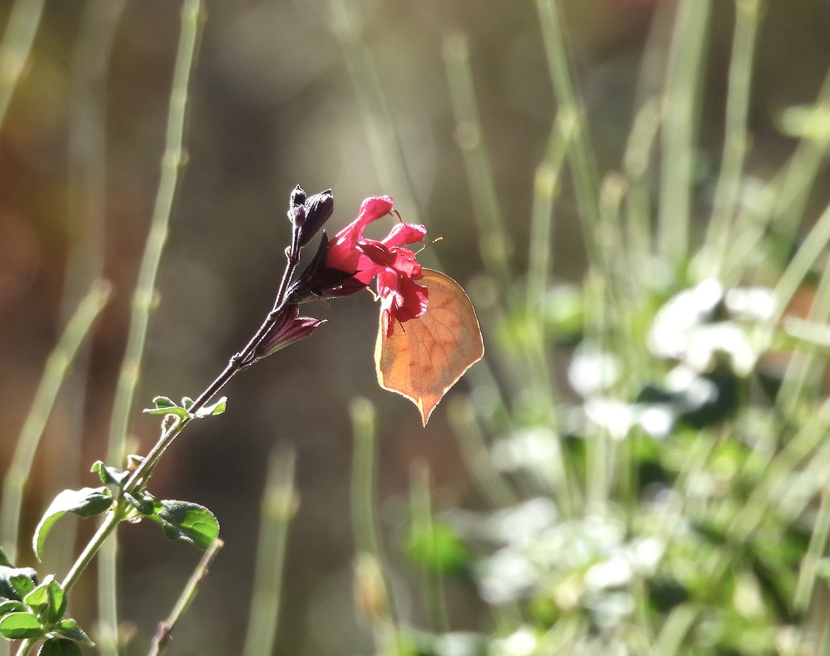 Tailed Orange - ML646717715