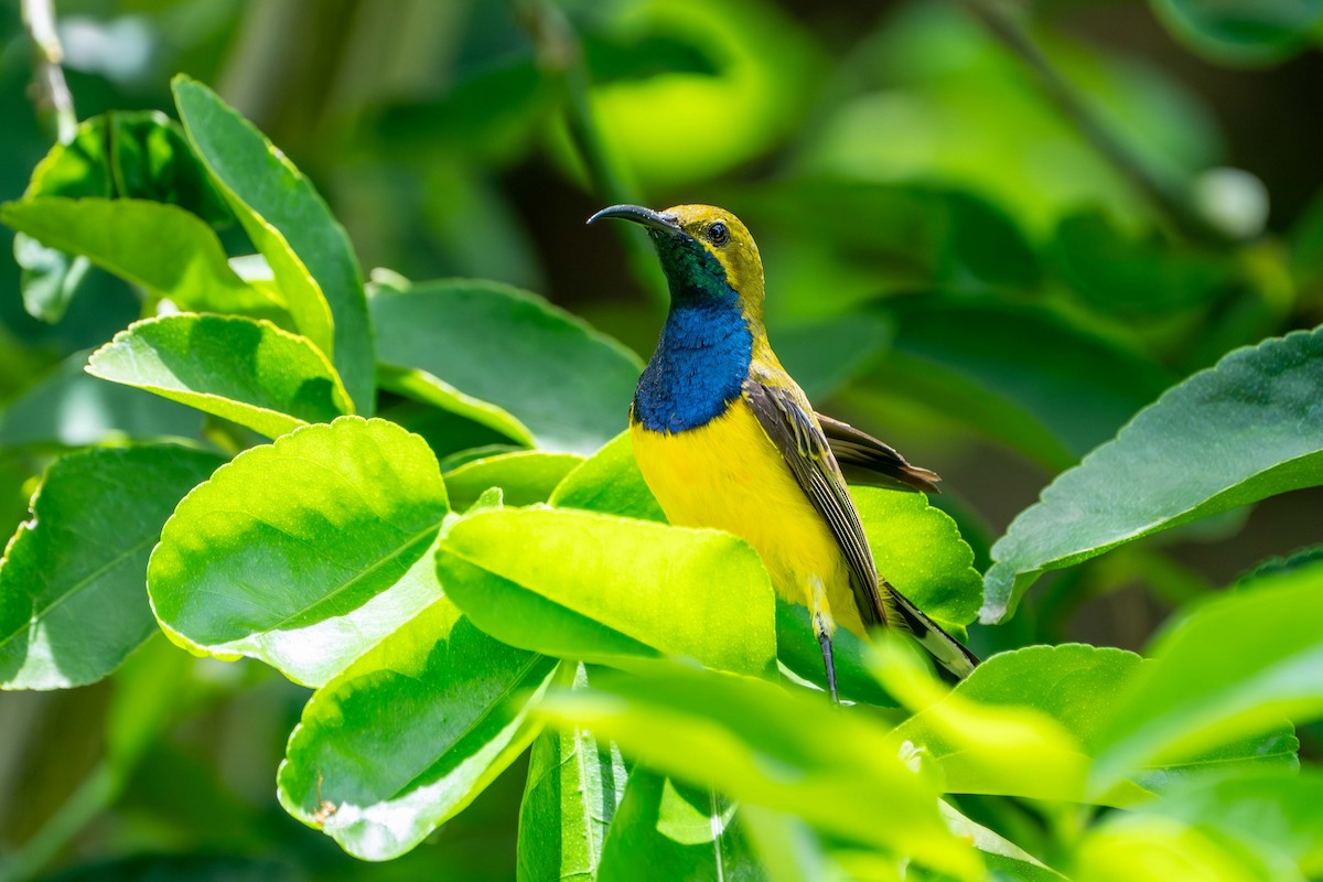 Sahul Sunbird - ML646717716