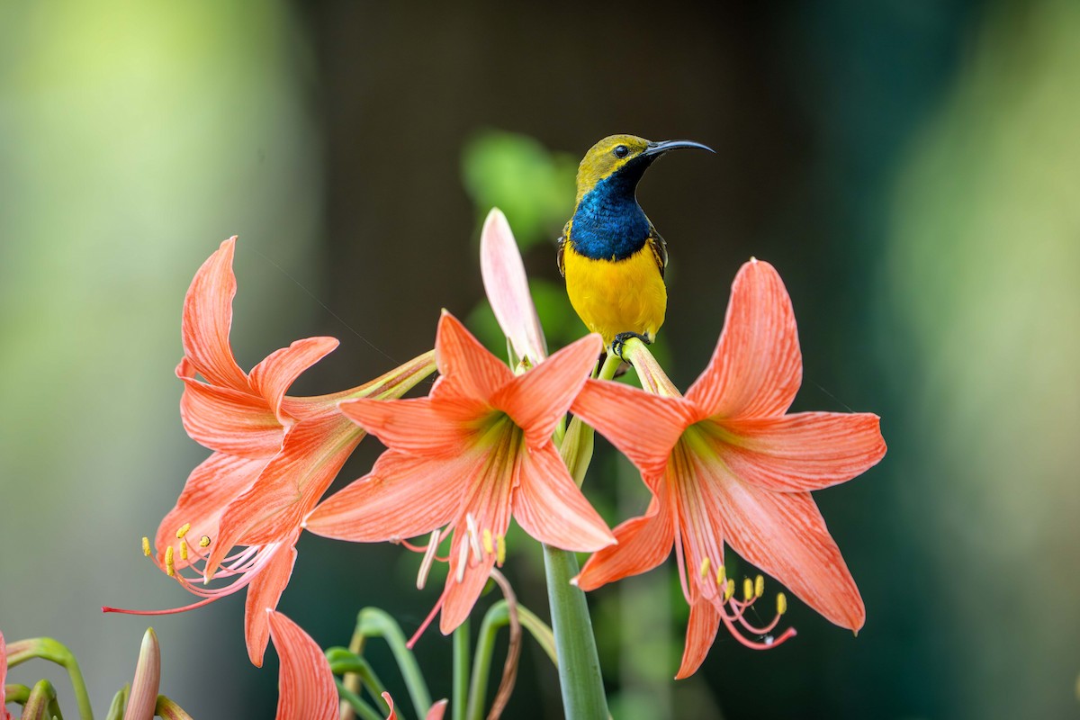 Sahul Sunbird - ML646717717