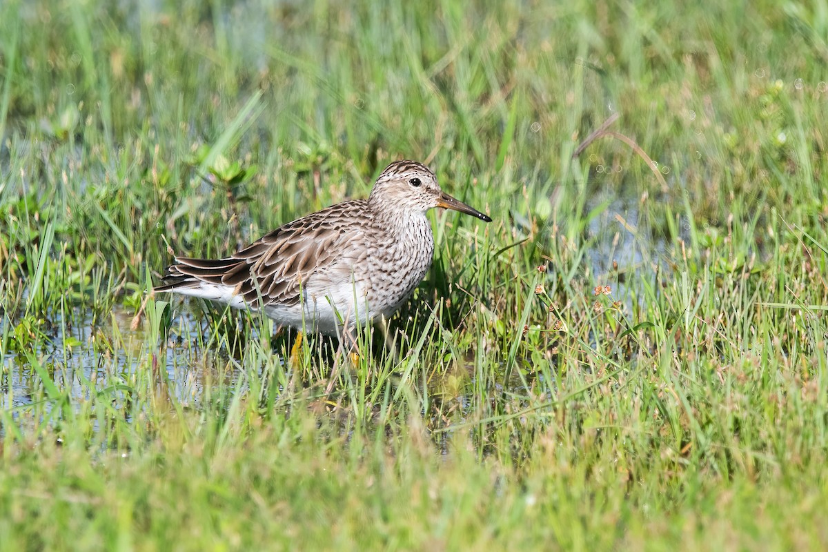 Побережник арктичний - ML646717718