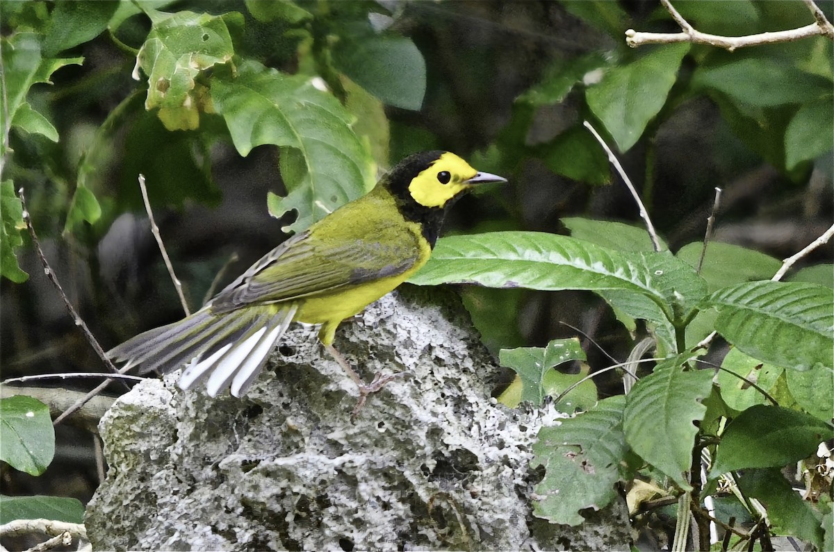 סבכון שחור-ראש - ML646717719