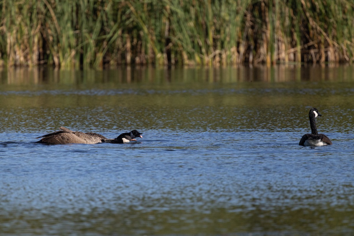 Canada Goose - ML646717720