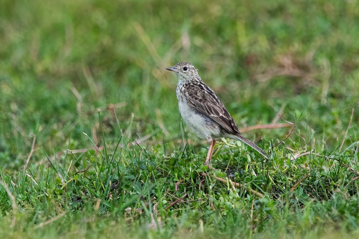 Щеврик пампасовий - ML646717722