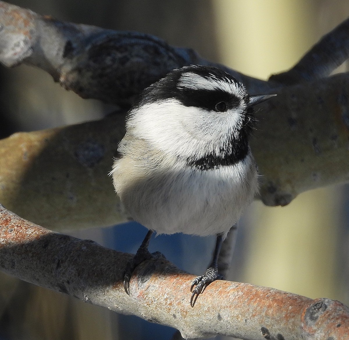 Mountain Chickadee - ML646717725