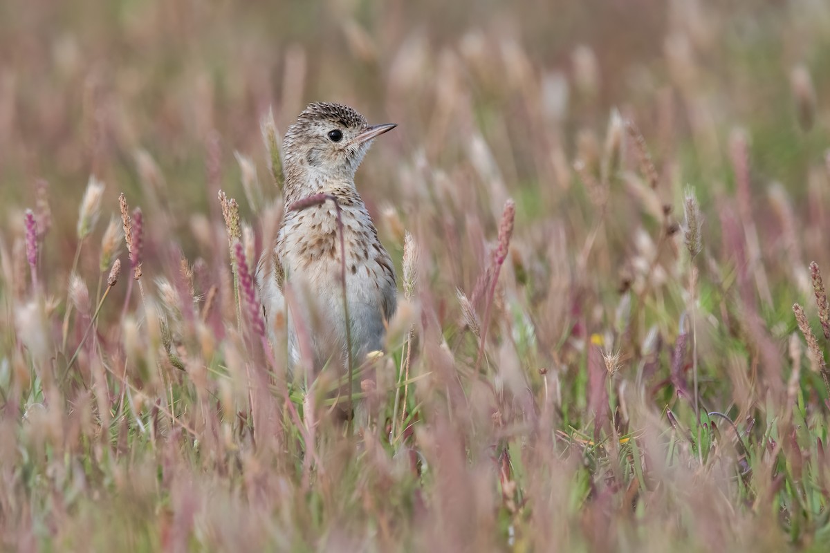 Щеврик короткодзьобий - ML646717726