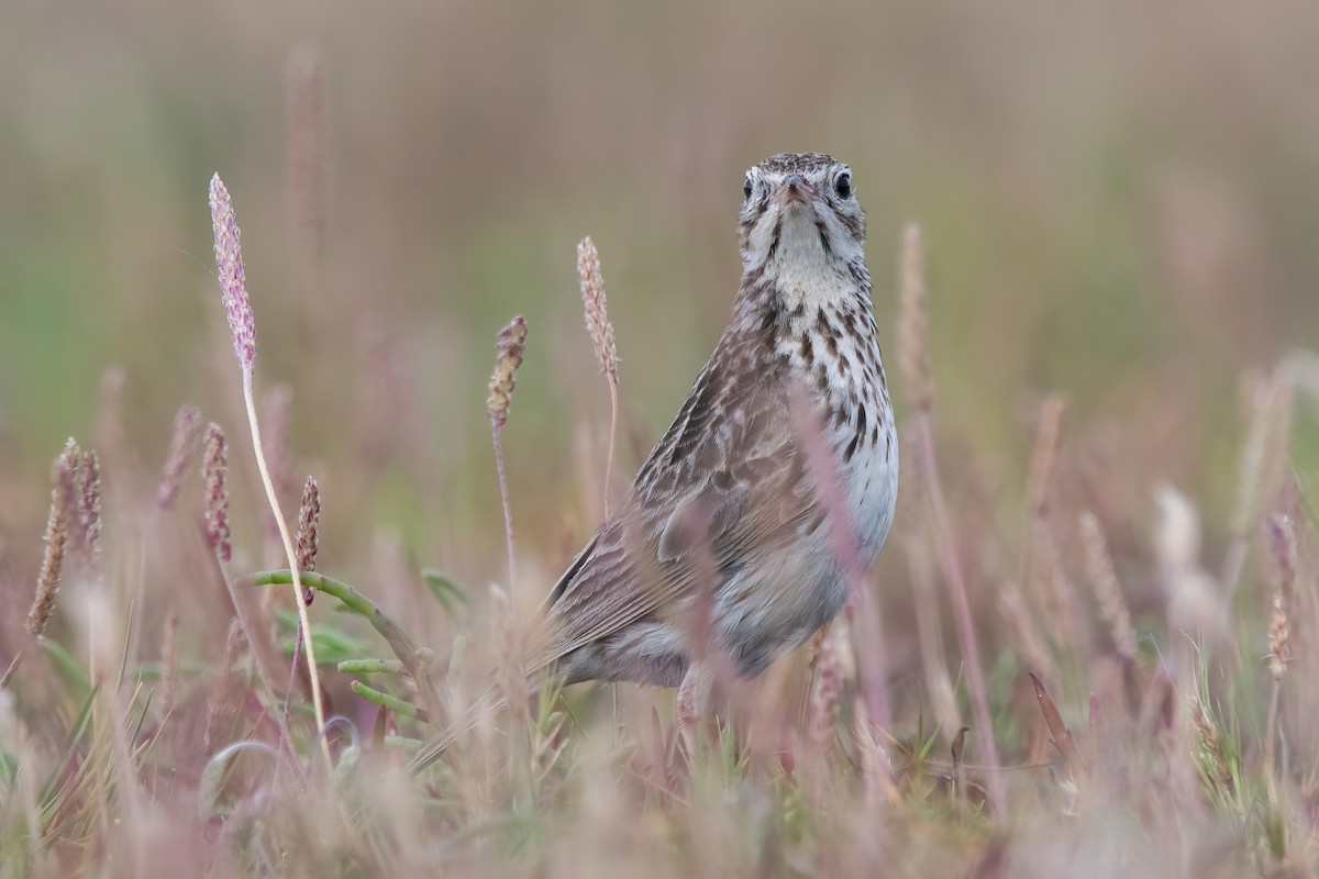 Щеврик короткодзьобий - ML646717727