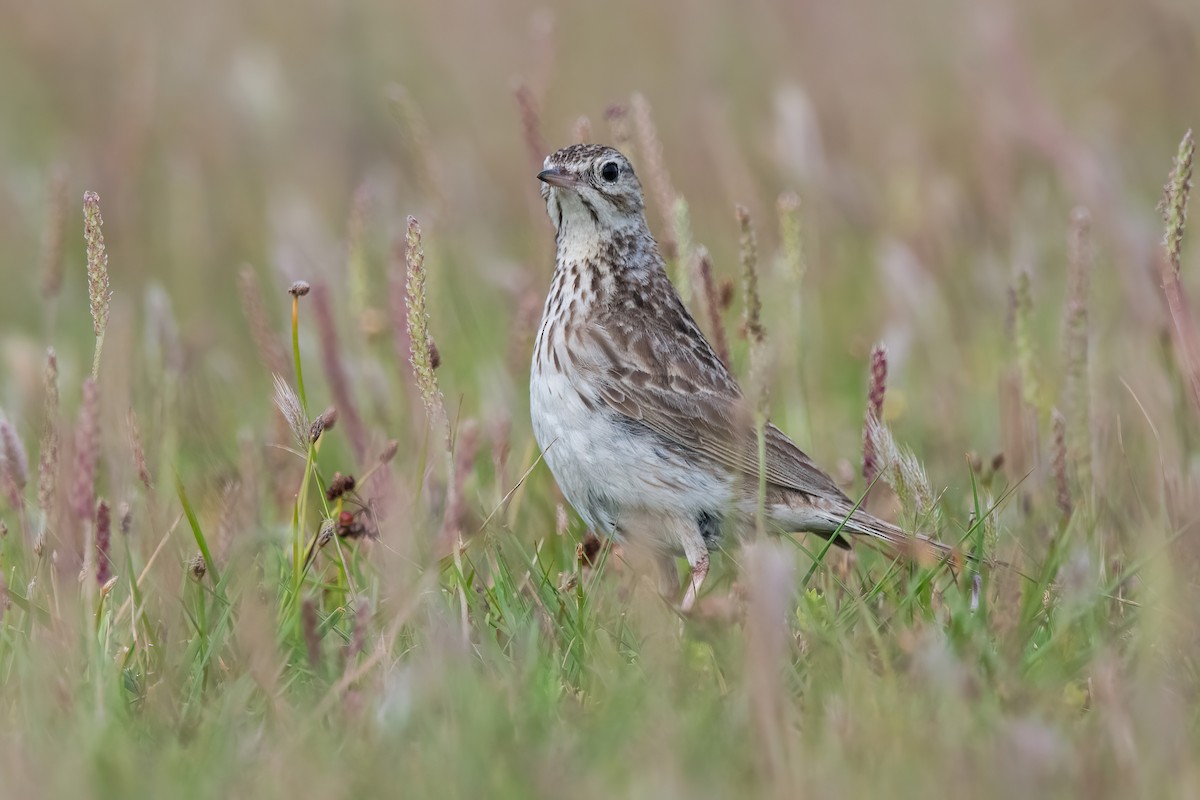Щеврик короткодзьобий - ML646717728