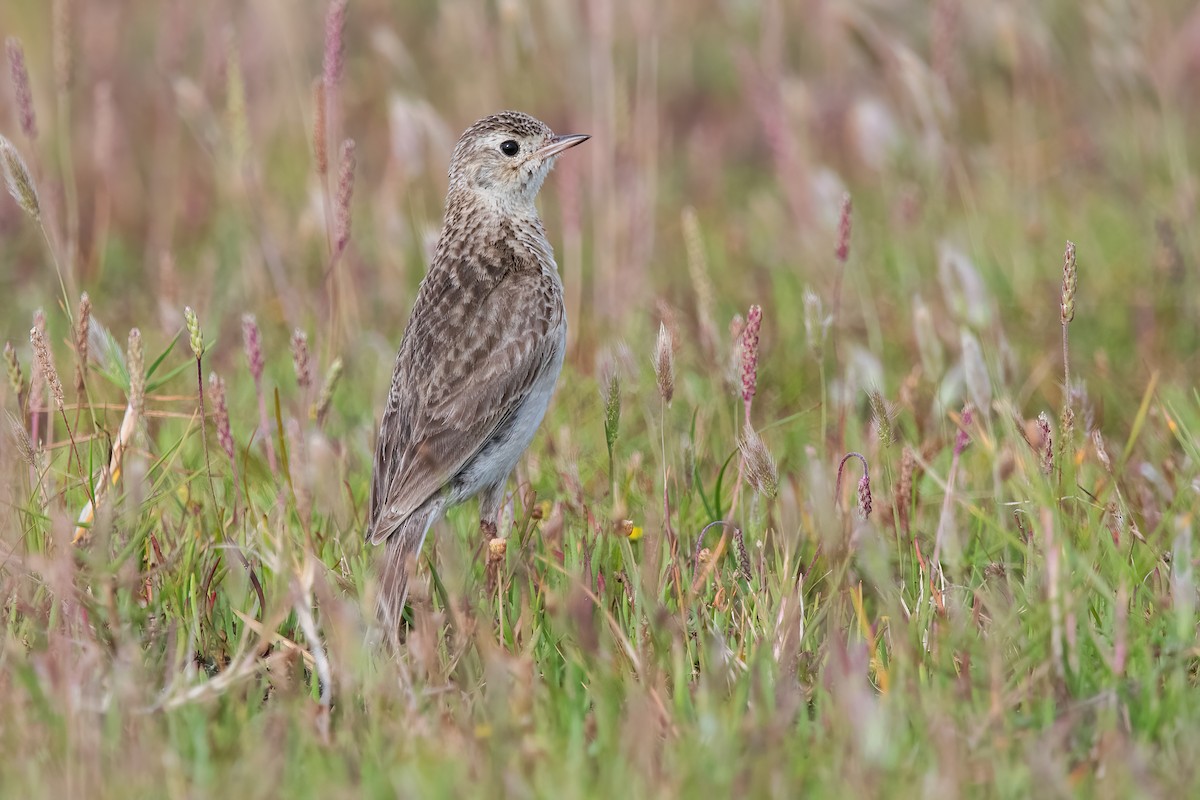 Щеврик короткодзьобий - ML646717729
