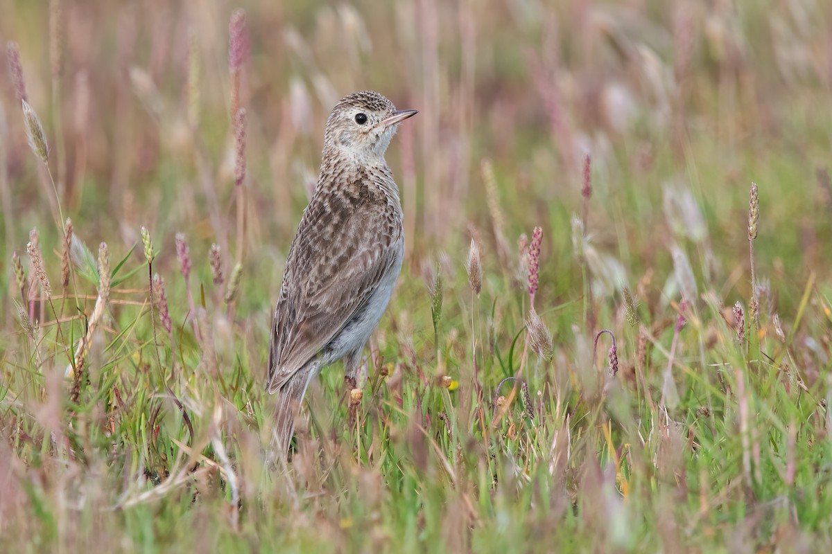 Щеврик короткодзьобий - ML646717730