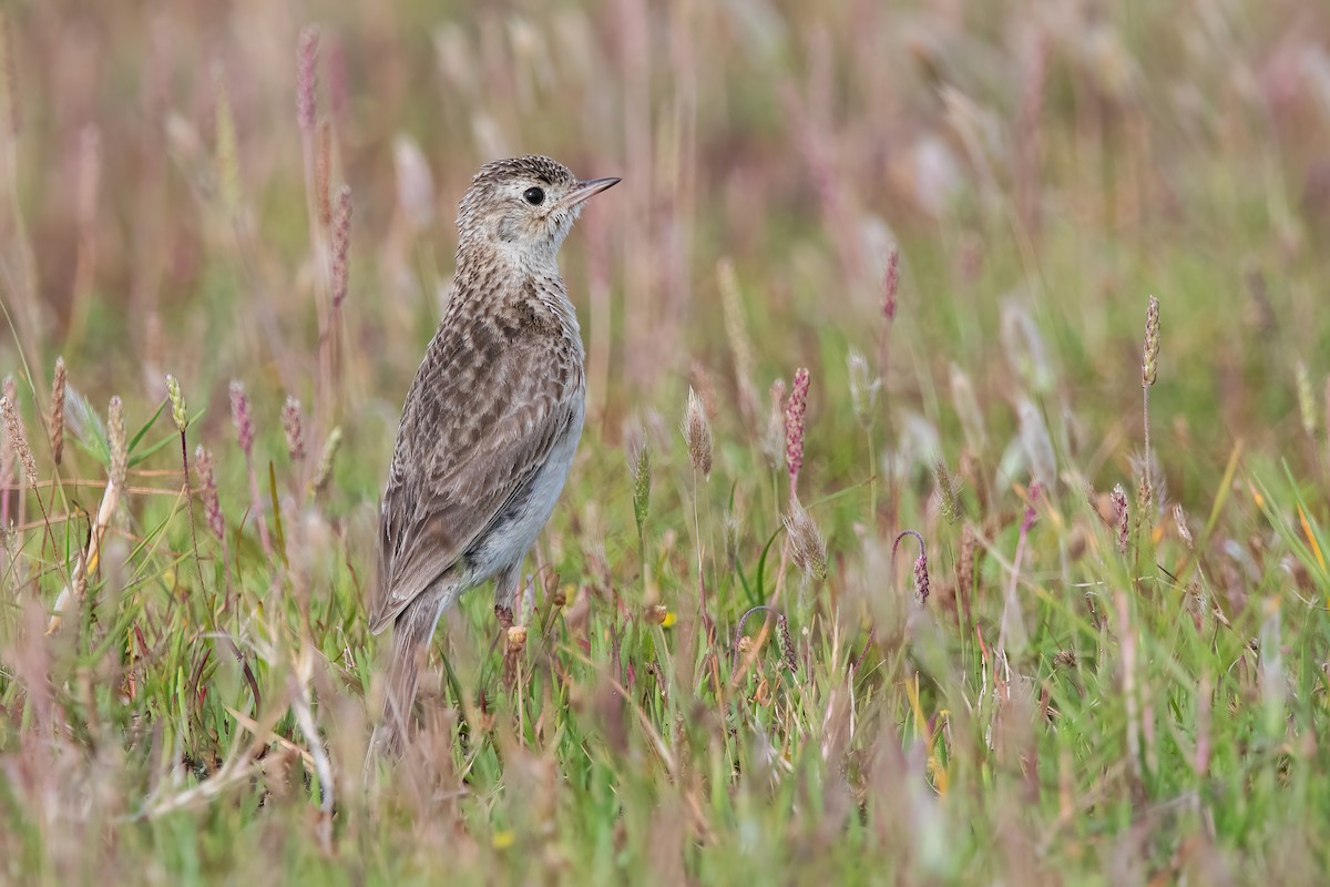Щеврик короткодзьобий - ML646717732