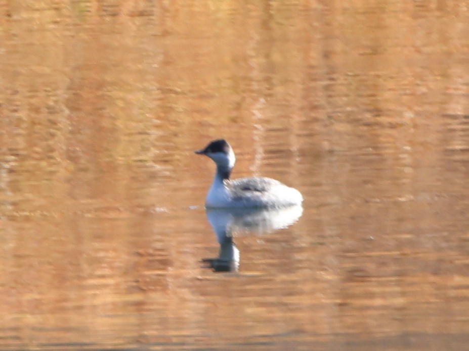 Zampullín Cuellirrojo - ML646717734