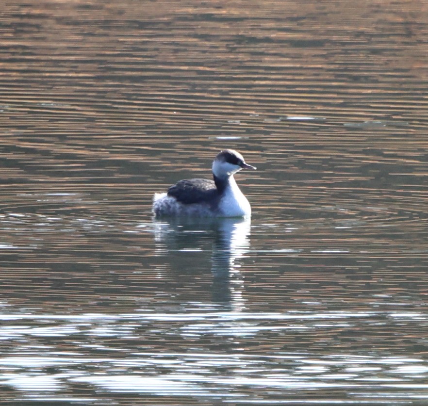 Zampullín Cuellirrojo - ML646717735