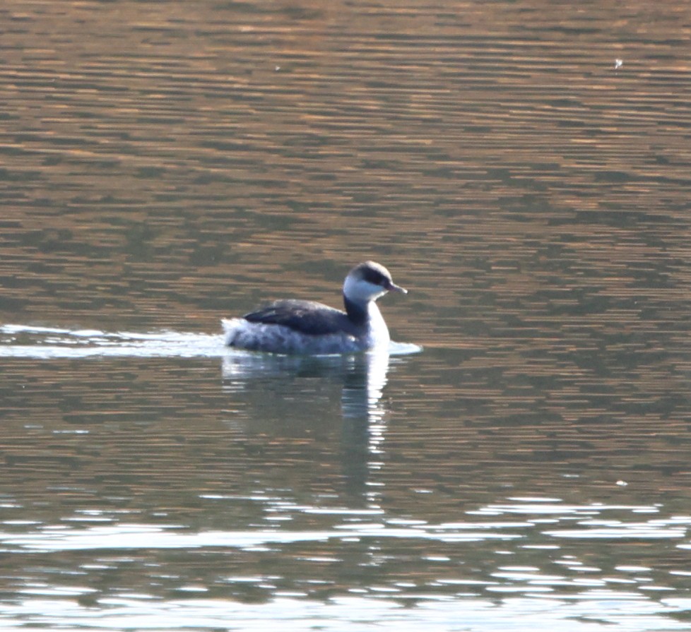 Zampullín Cuellirrojo - ML646717736