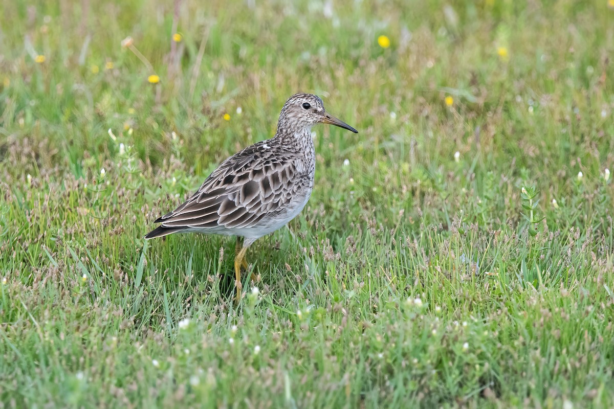 Побережник арктичний - ML646717737