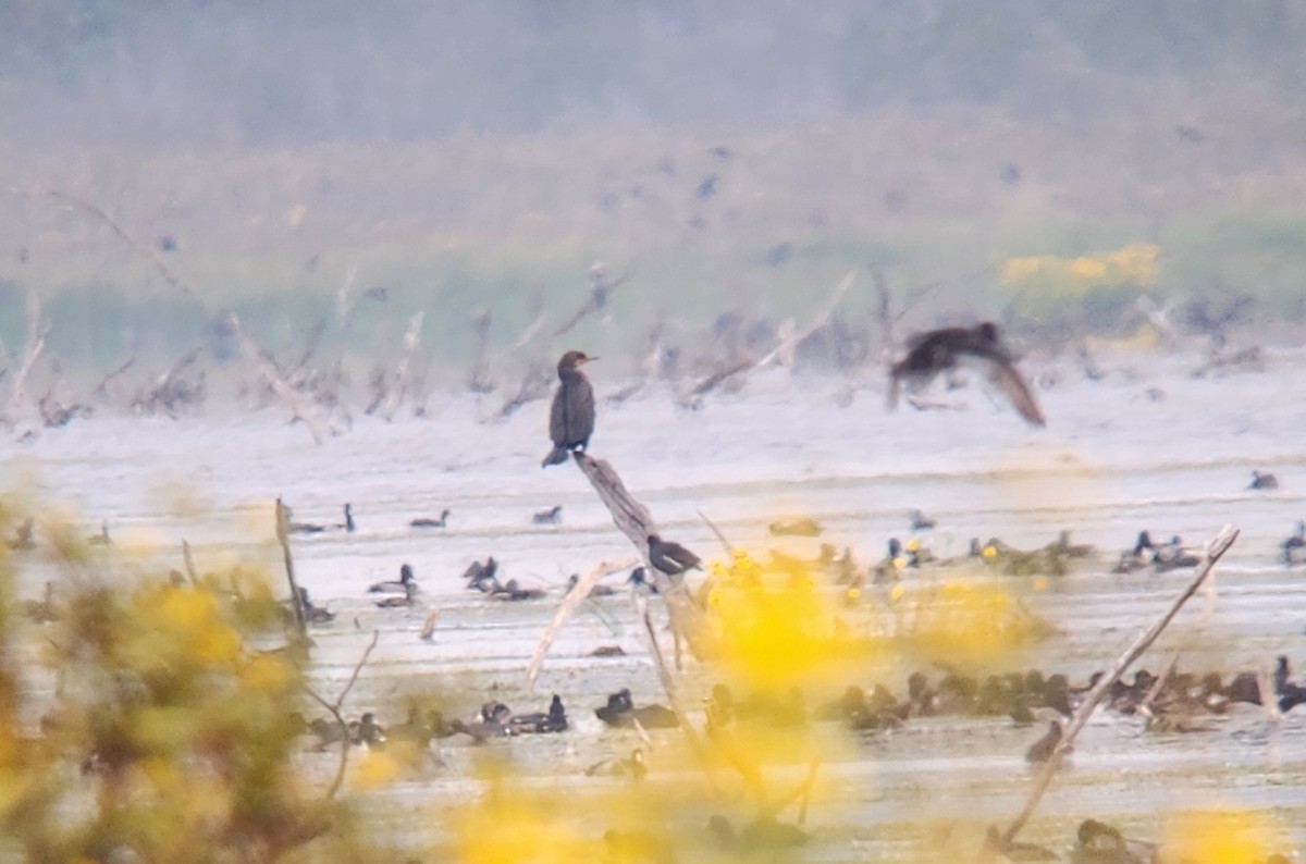 Баклан бразильський - ML646717738