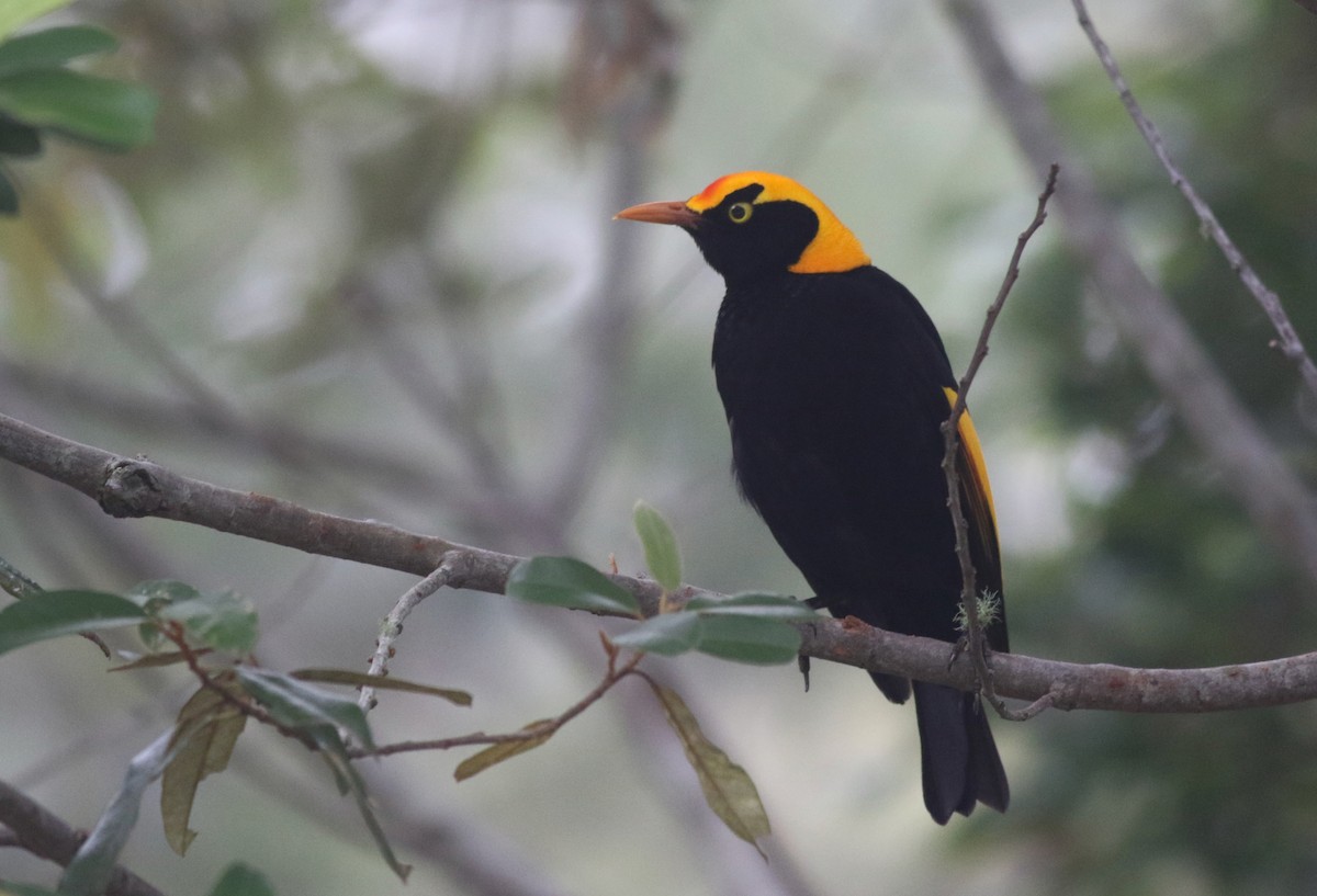 Naip Çardakkuşu - ML646717739